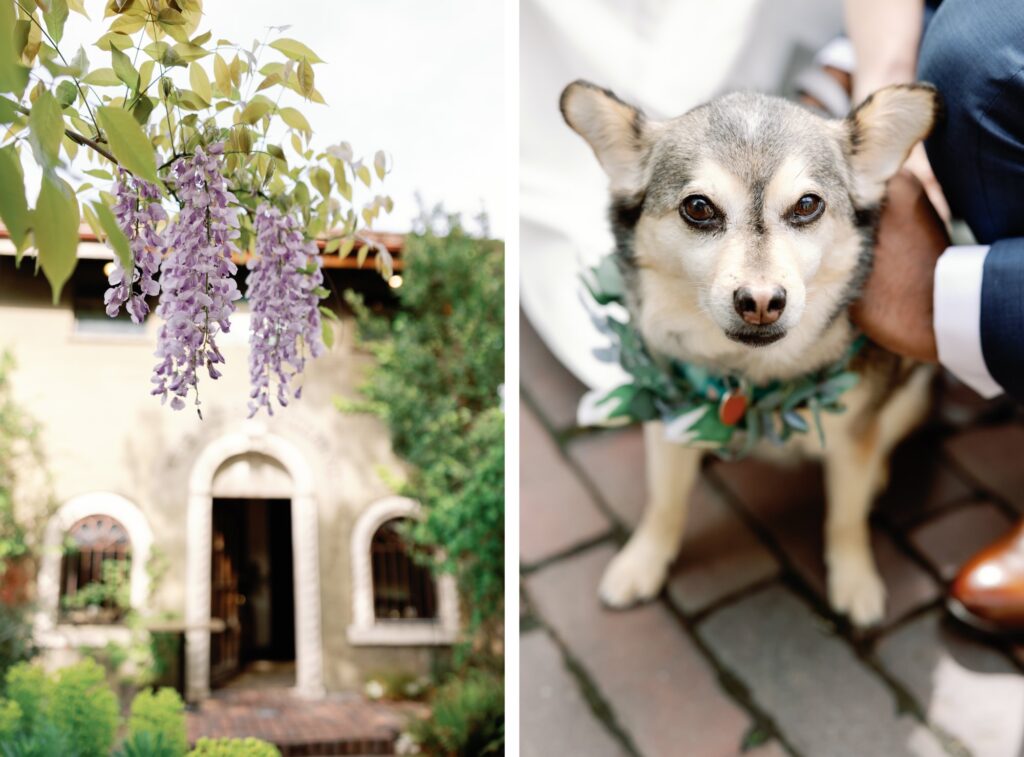 Close-up wisteria blooms in the garden and a dog with a floral collar, at a wedding.