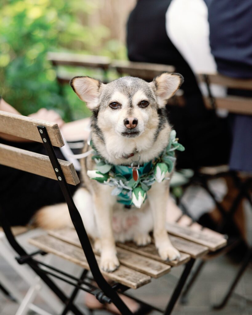 The couple's dog sitting on a chair, wearing a floral collar.